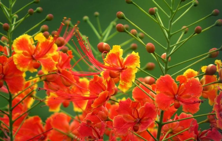 বোশেখ মেলা : কুতুবউদ্দিন বখতেয়ার